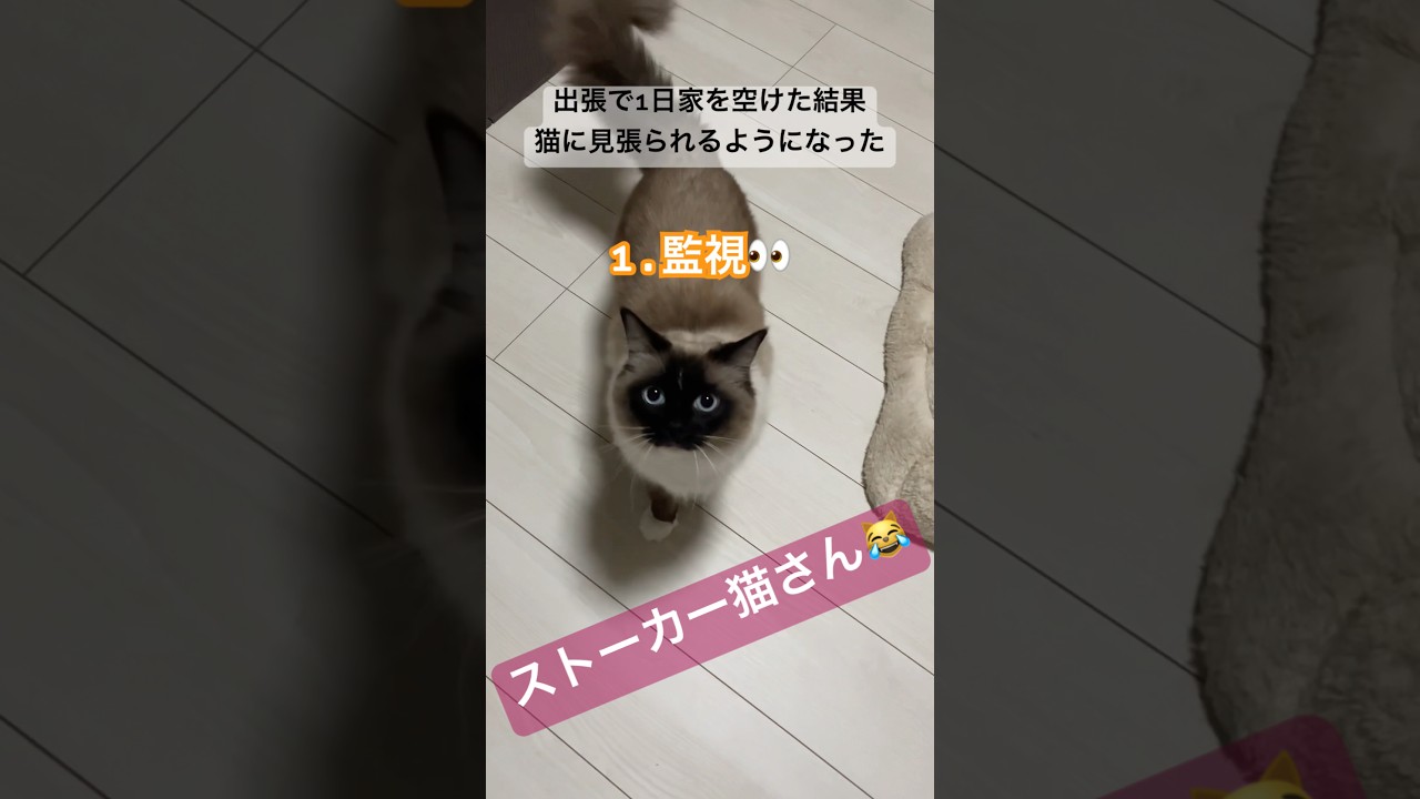 たぬきに似たストーカー猫さん #ragdolls #cats #catstalking #shorts #ラグドール #猫のいる暮らし #猫動画 #ショート