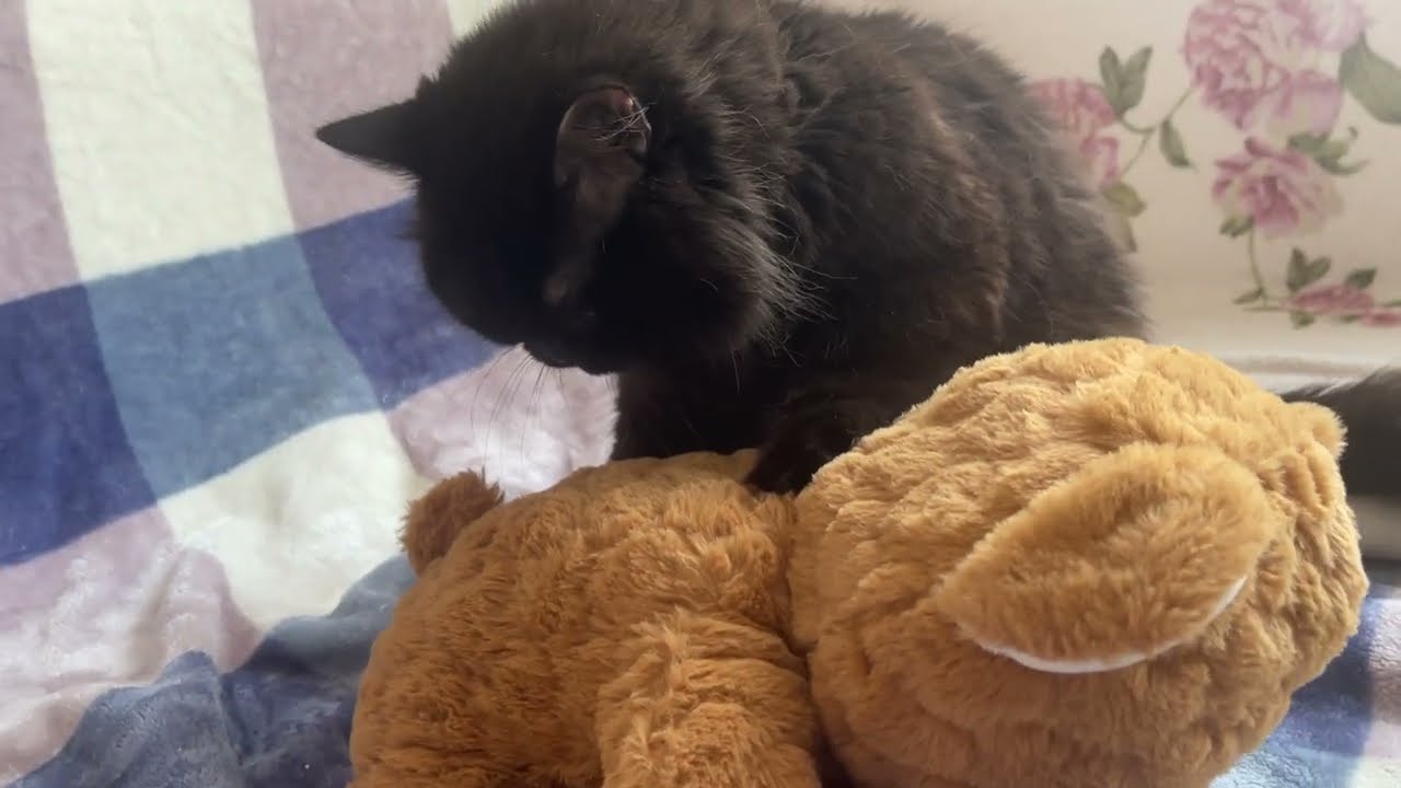 Cat Prada giving Teddy Bear a Massage
