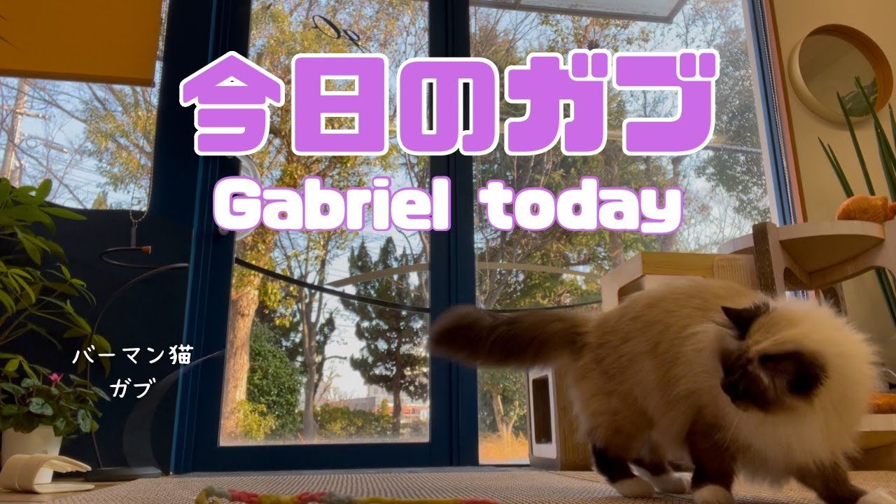 バーマン猫ガブ【今日のガブ】Gabriel today（バーマン猫）Birman/Cat