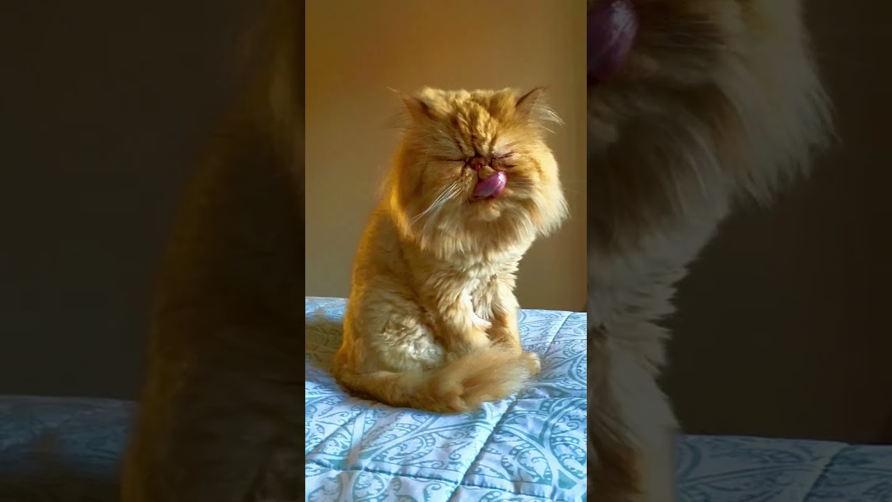 When You Groom to the Beat 🐱🐔
