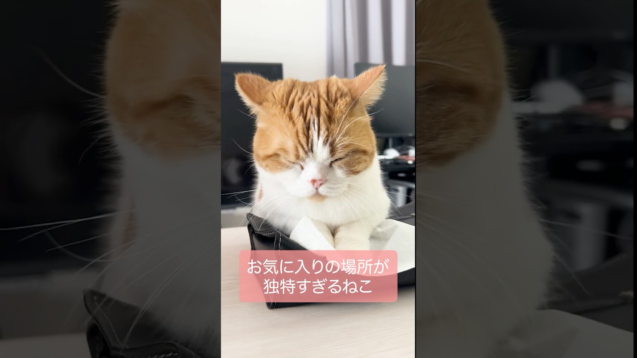お気に入りの場所が独特すぎた・・・ #ねこ #スコティッシュフォールド #catlover #cat #ネコ #猫