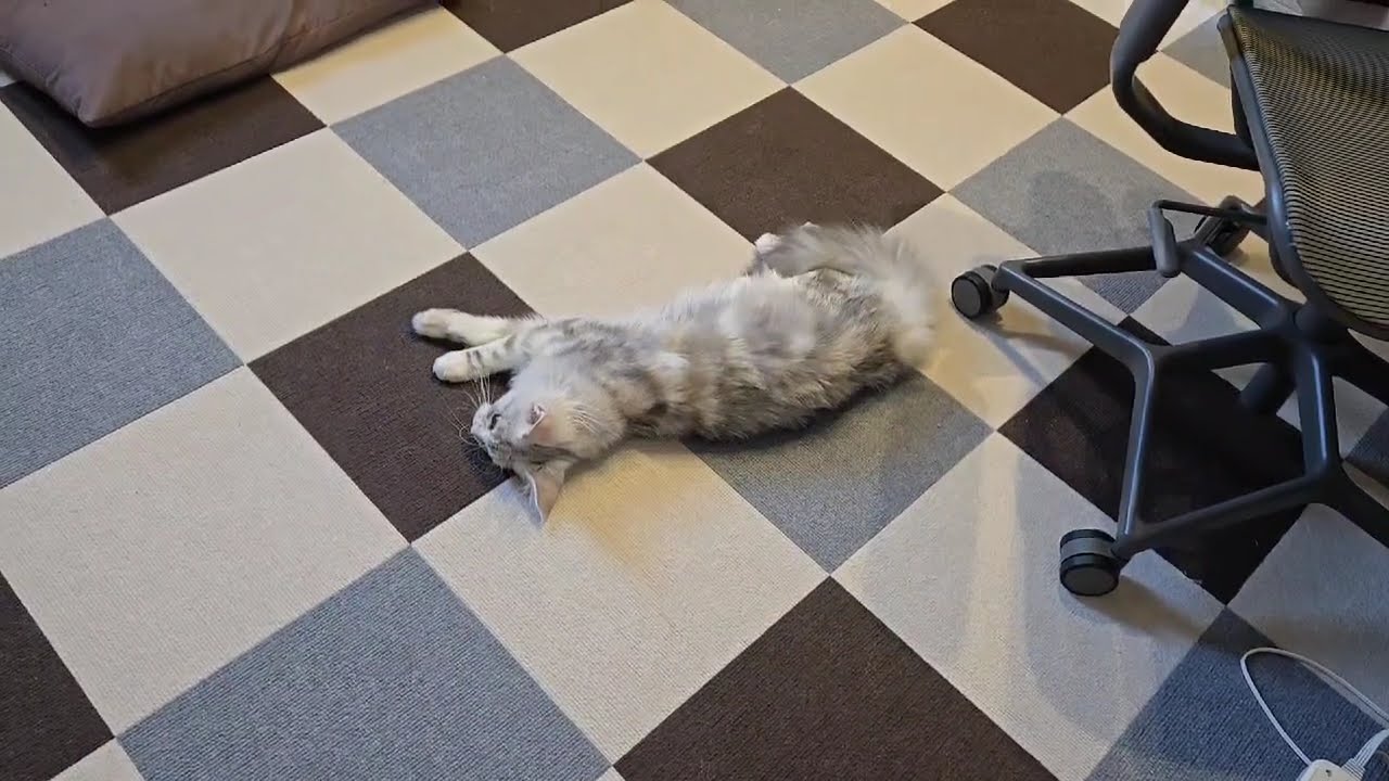 シルバーのメインクーン子猫ヴァーニャちゃん