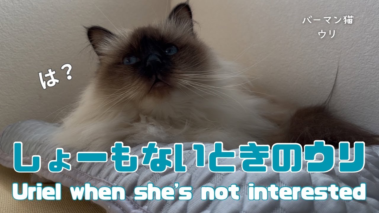 バーマン猫ウリ【しょーもないときのウリ】Uriel when she's not interested（バーマン猫）Birman/Cat