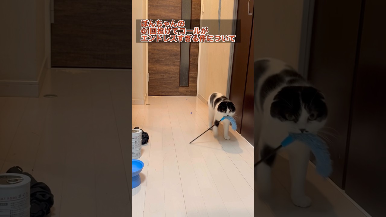 何回投げればいいのん？　#cat #ハチワレ #ねこ #スコティッシュフォールド #ネコ #猫 #ねこじゃらし