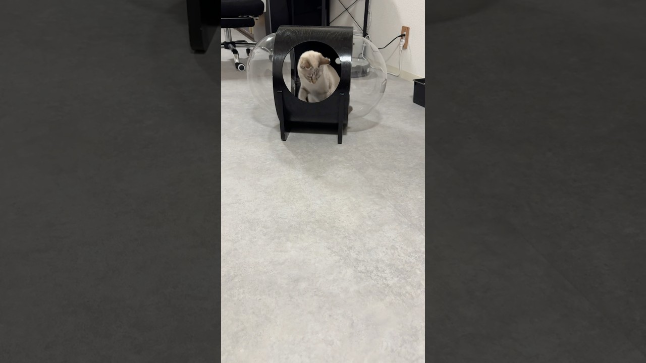 なにがあった？？？　#シャムトラ #元保護猫 #シャムミックス  #cat #猫耳 #kitten  #猫耳 #siamesemix