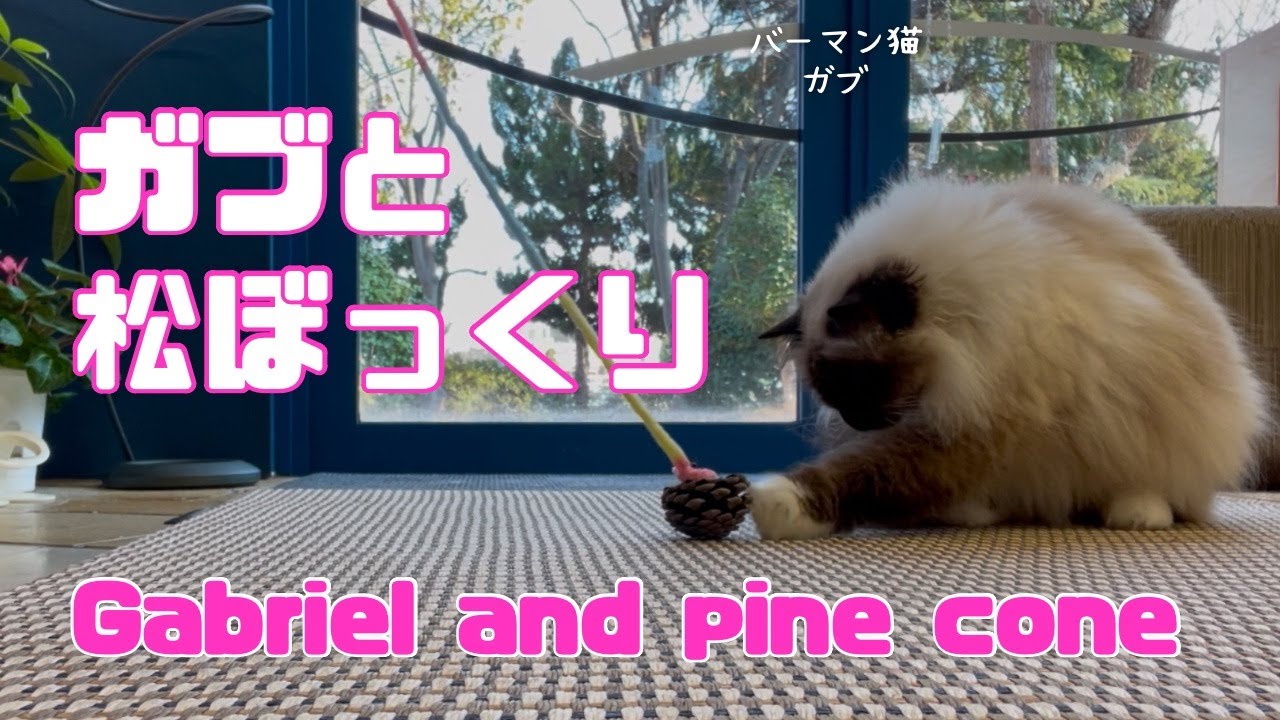 バーマン猫ラフとガブ【ガブと松ぼっくり】Gabriel and pine cone（バーマン猫）Birman/Cat