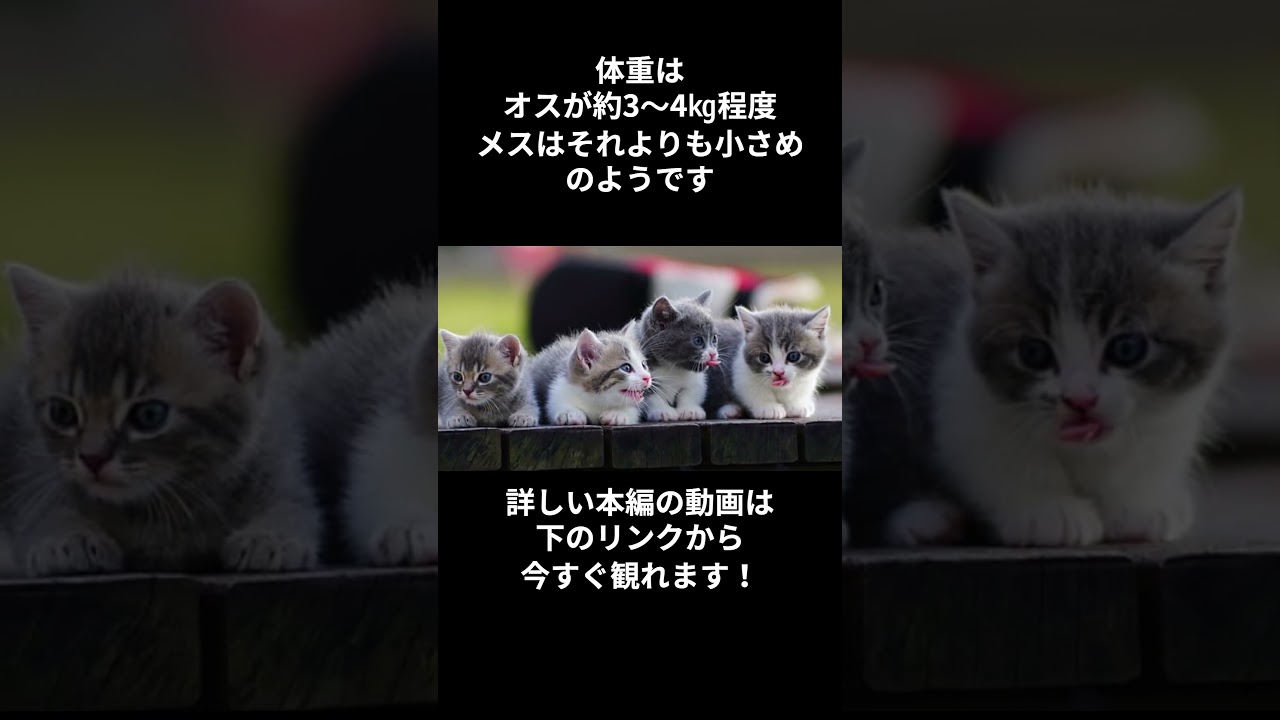 もっと知りたい！マンチカン#shorts #shortvideo #short #animals #cat #猫 #ねこ #動物 #雑学 #munchkin #マンチカン #猫のいる暮らし