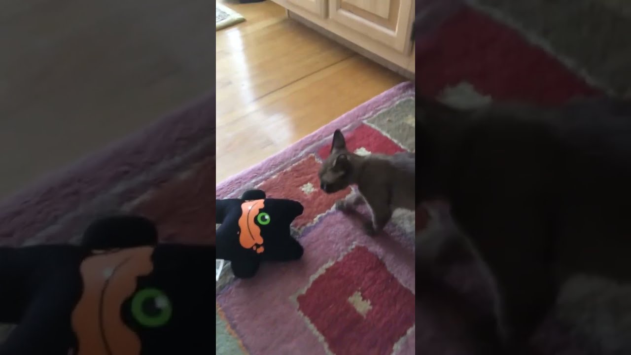 Cat Playing with Toy #cats #cat #burmesecat #kittens