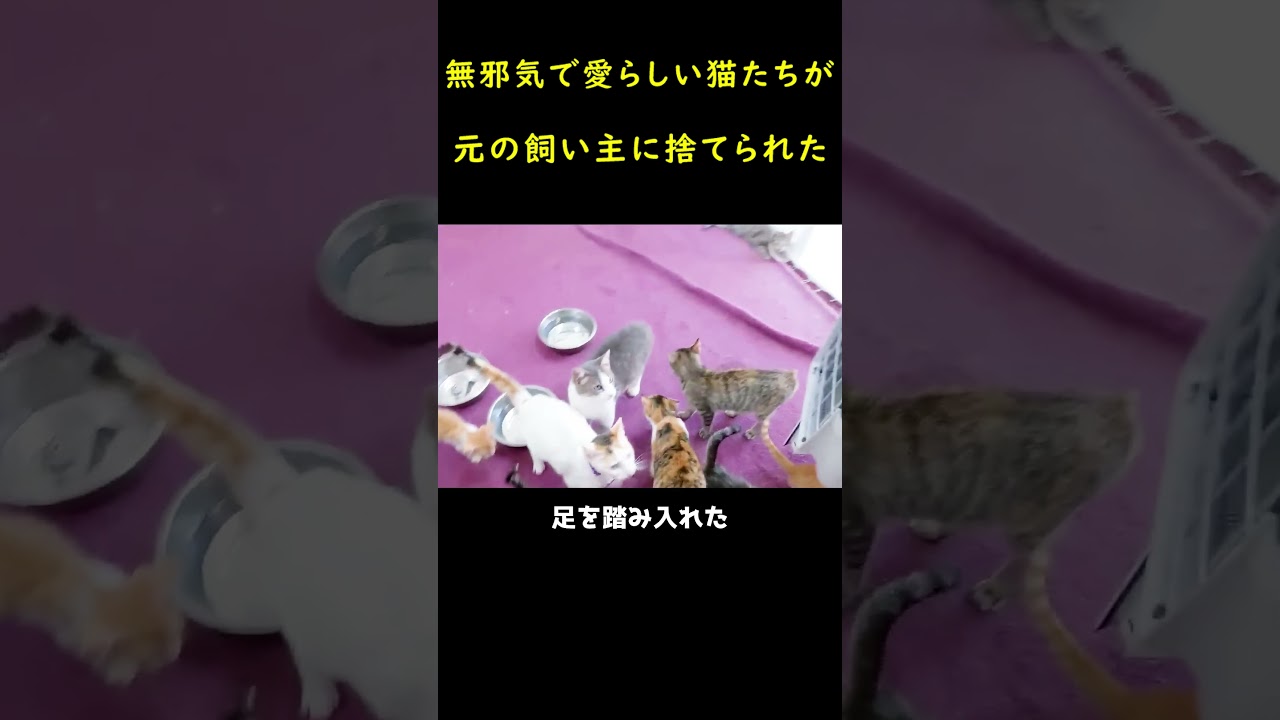 元の飼い主に捨てられた猫一家