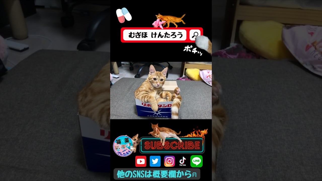 【成長！！】#むぎほ #ひーくん #子猫 #保護猫