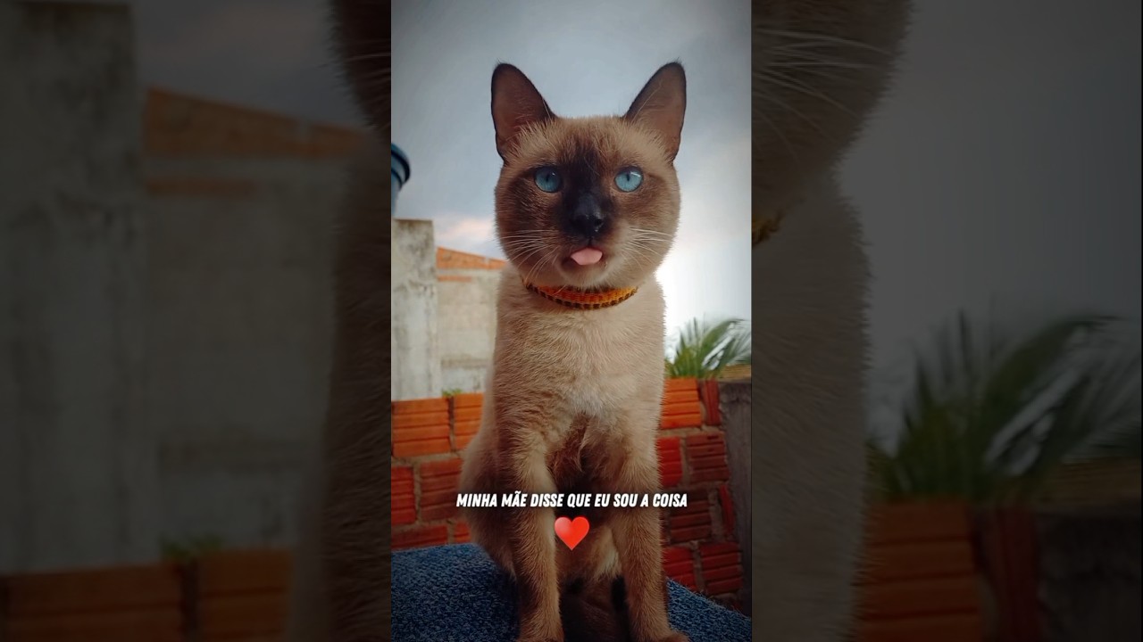 #cat #catlover #pets #gato