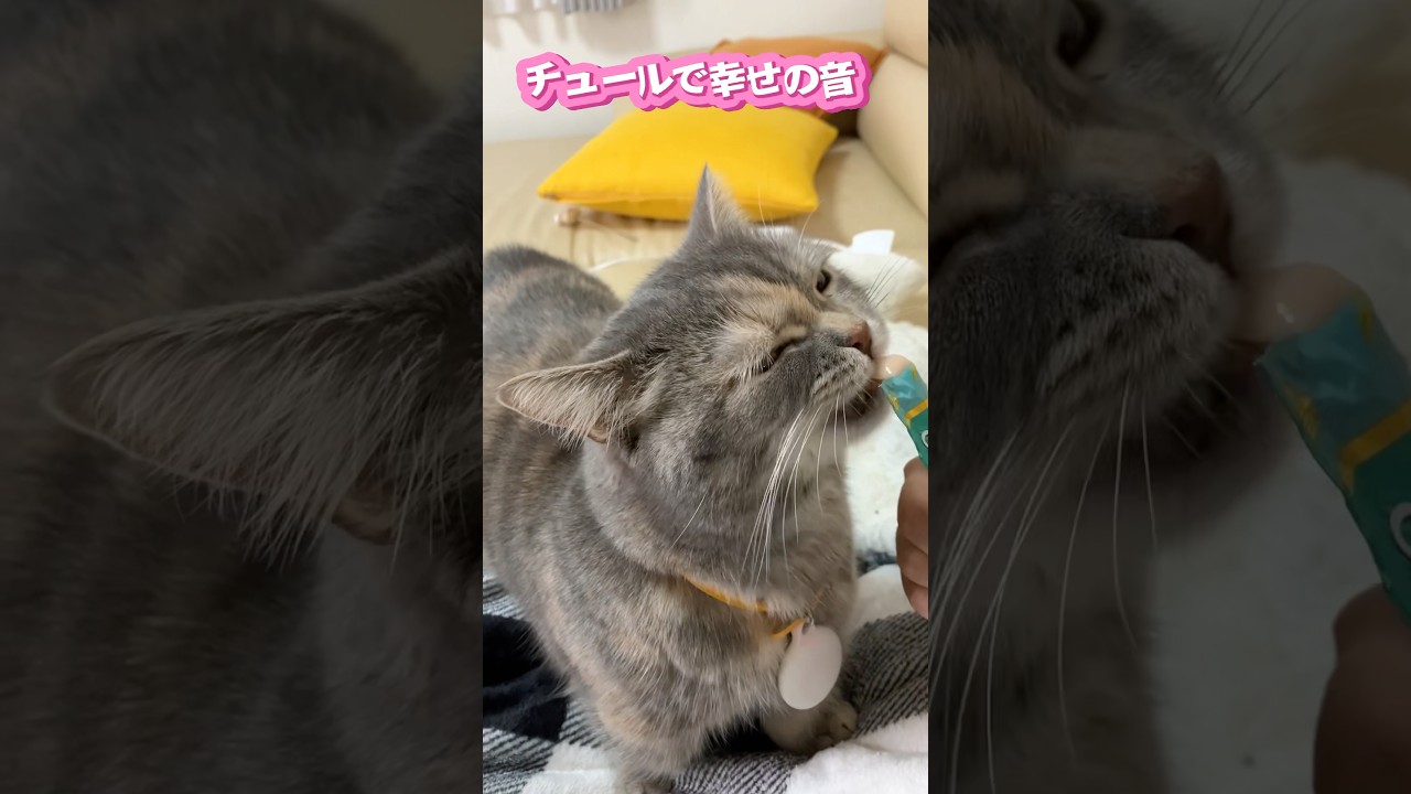 最高に美味しいチュールの時間が嬉しい猫♯shorts♯cats♯猫との生活♯マンチカン