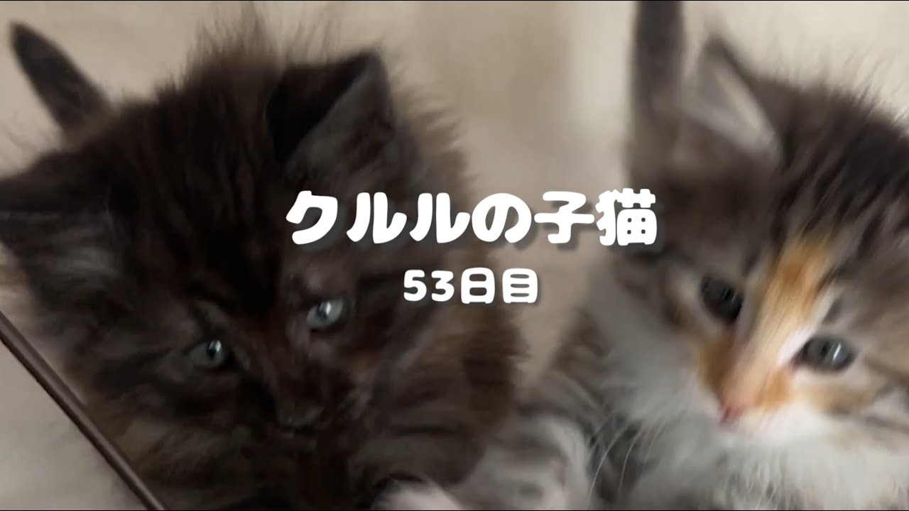 ノルウェージャンフォレストキャット クルルの子猫 53日目