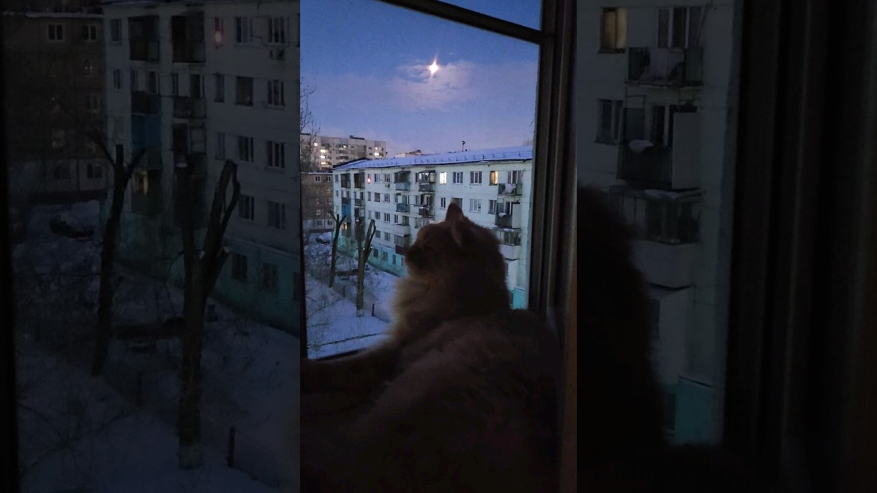 Клуня в Starfield мейн-кун #shorts