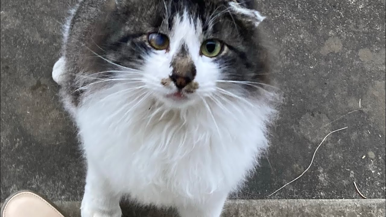 猫活報告152日目　若猫たちの毛吹きが怖い