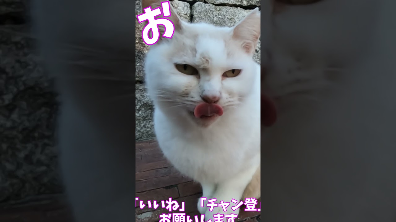 猫」「CAT & PEACE」 #cat #ねこ動画 #ねこ　 #猫動画 #猫好きさんと繋がりたい