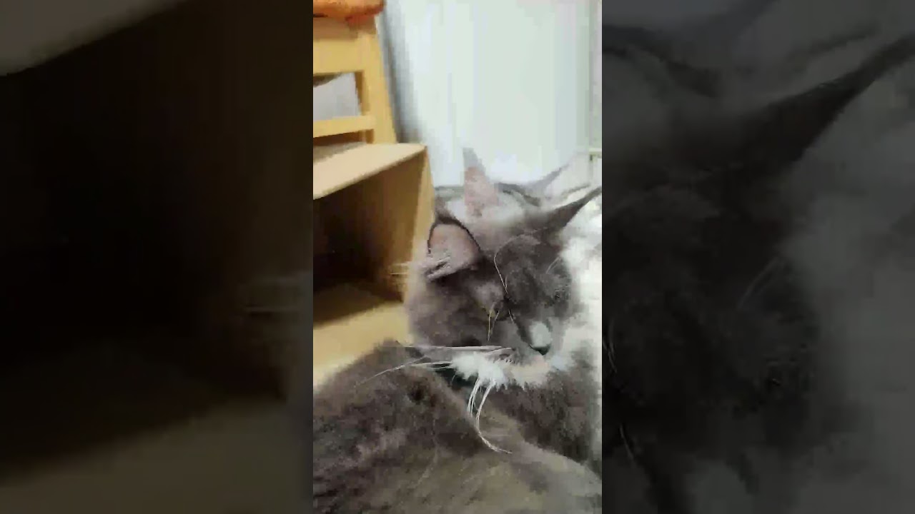 ブルーのコートが魅力的なメインクーンの蒼さん♥＃メインクーン＃ブリーダー＃オノクーン＃東京