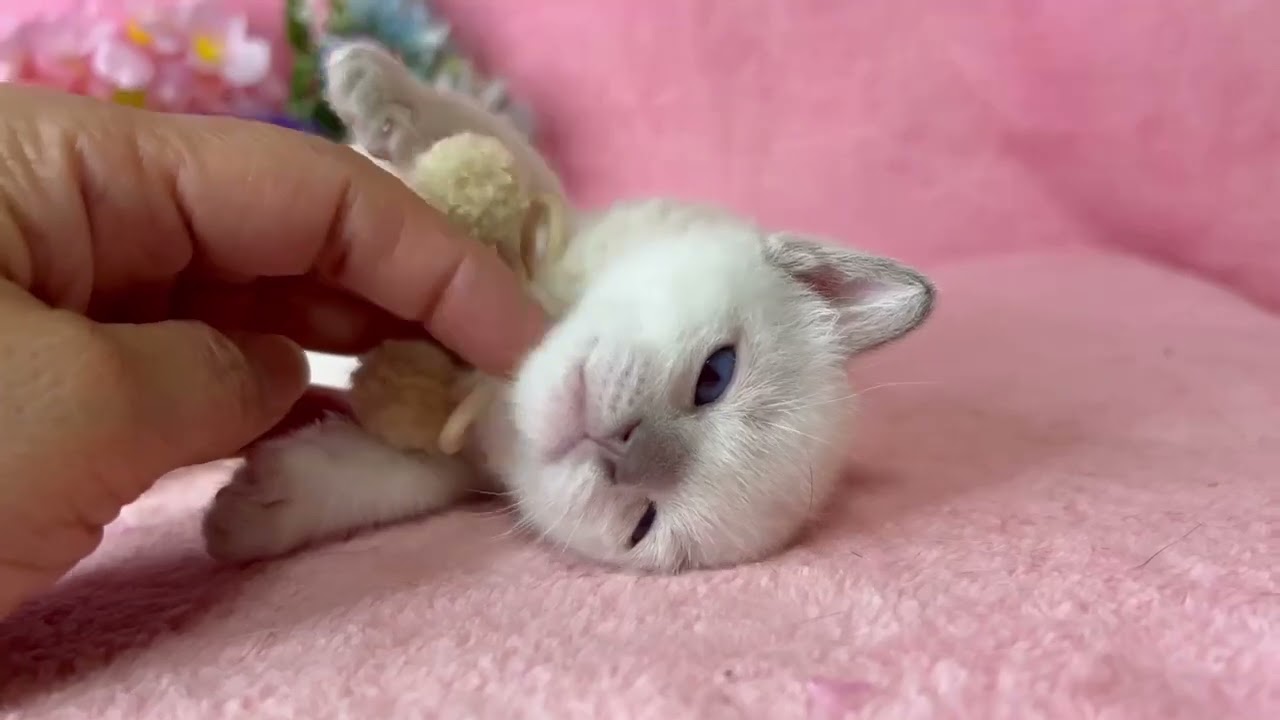 トンキニーズ 【生後10ヶ月まで生命保証付✨】プラチナミンク（短毛）男の子❤（毛色：水色リボンちゃん🎀）【お土産付き🎁】