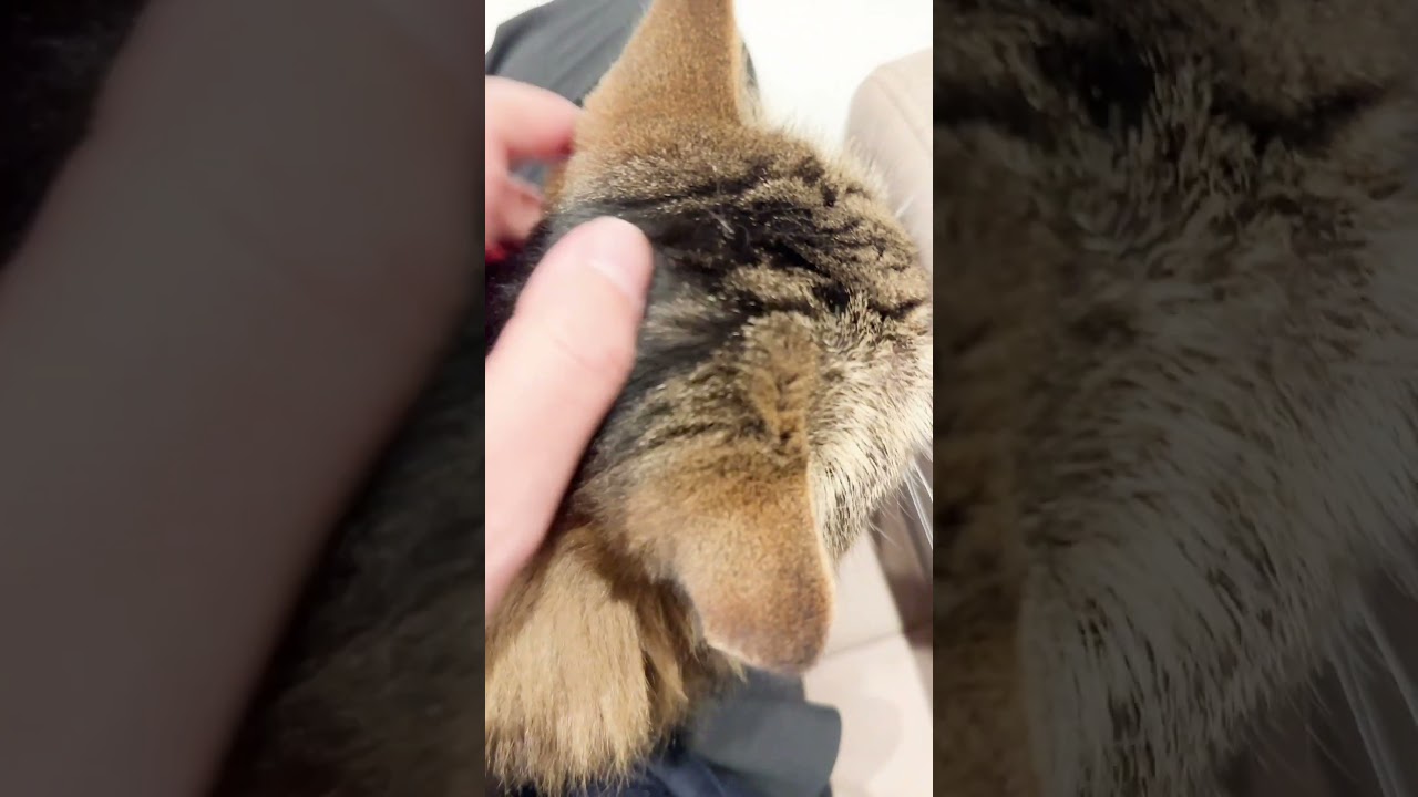 帰宅するとそばにいてくれる【マンチカンのアーサー】 #Shorts