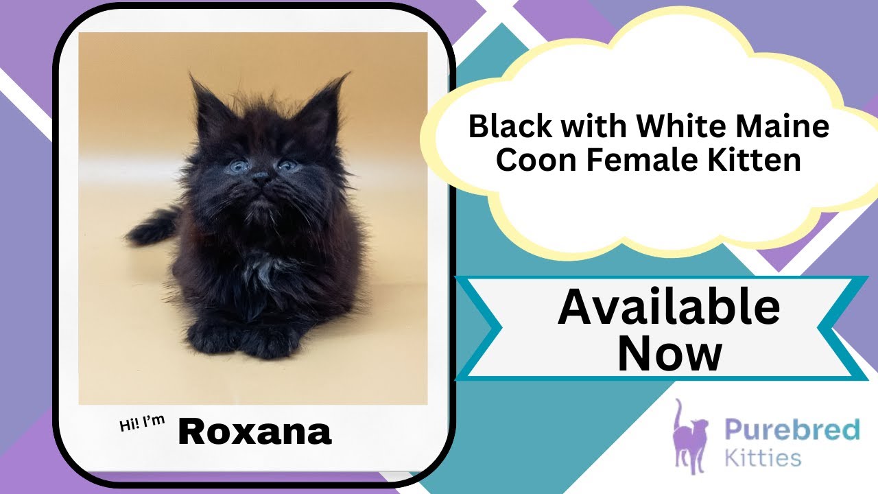 Roxana Black with White Maine Coon Female Kitten Available Now | Purebred Kitties