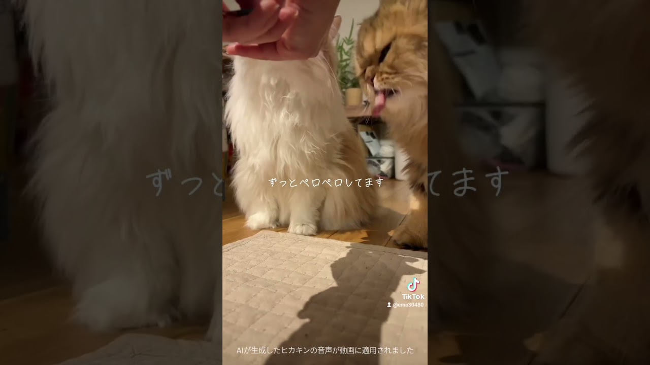 【猫のいる暮らし】#cat #スコティッシュフォールド #猫 #ペルシャ