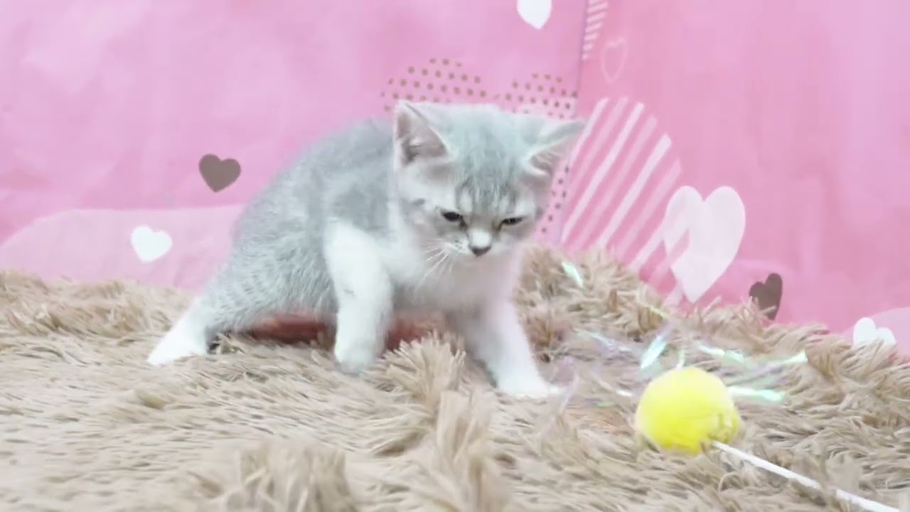 スコティッシュフォールド(ライラックタビー＆ホワイト)