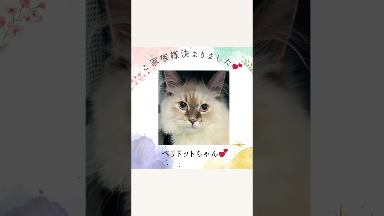 #サイベリアン の#子猫 のペリドットちゃん😻ご家族様決まりました😻日テレ放送記念❣️全頭7万円割引🈹抱っこができる青い目の子猫達が吉祥寺のロイヤルキャッツで家族募集中#ペットショップ
