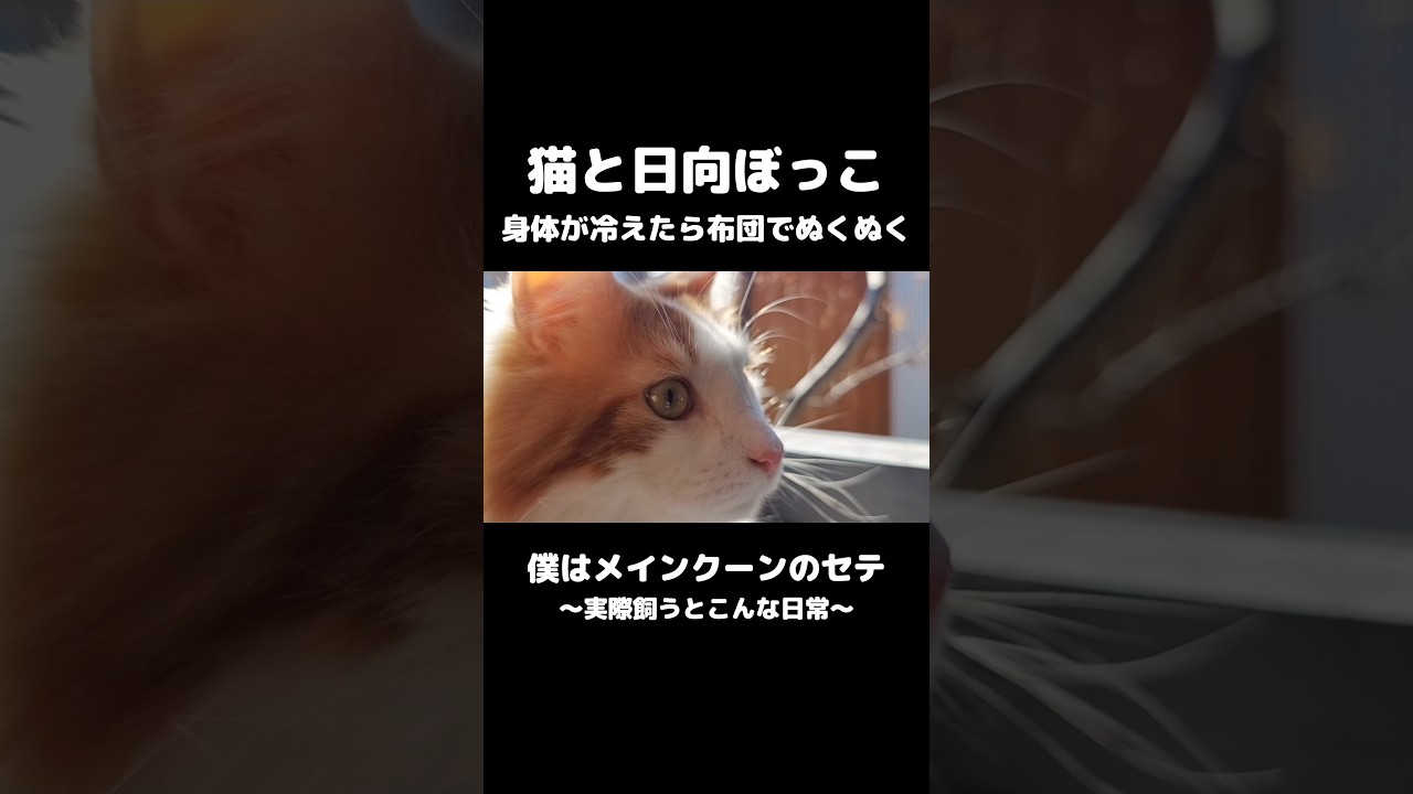 猫と日向ぼっこ #メインクーン #猫のいる暮らし #mainecoon #cat