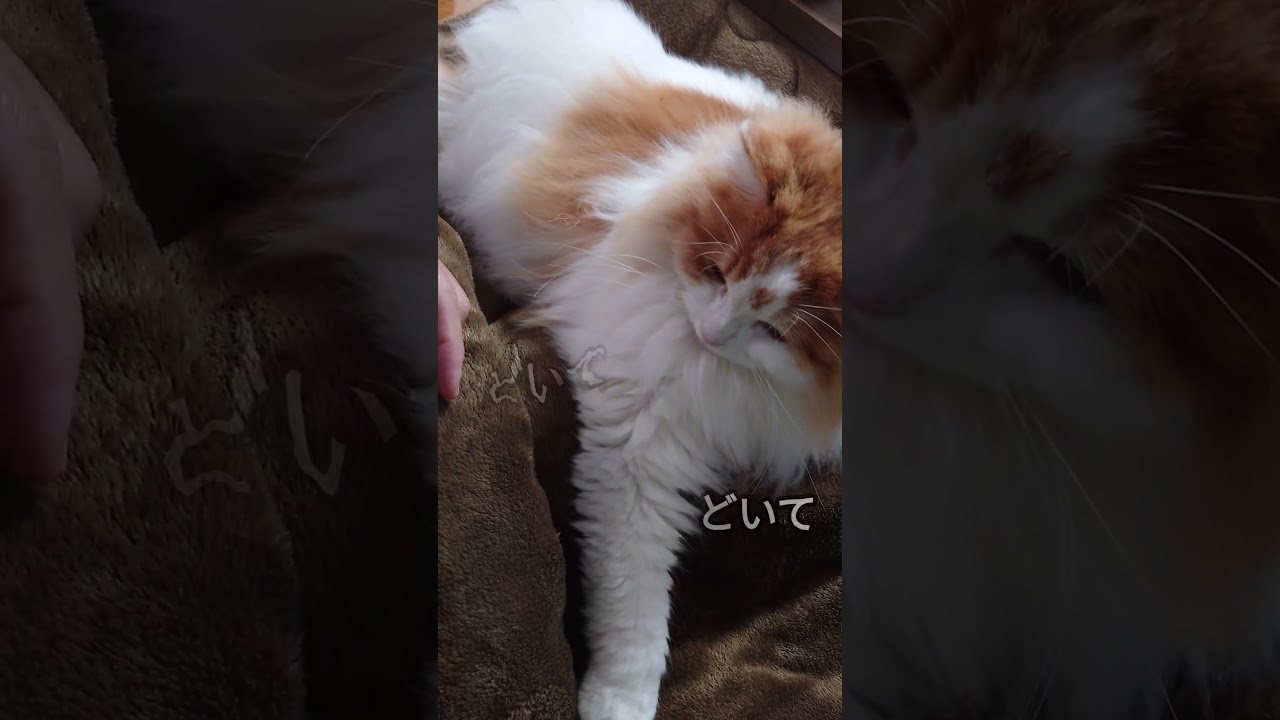 こたつから出してもらえない#shorts #サイベリアン #猫のいる生活 #cat  #こたつ