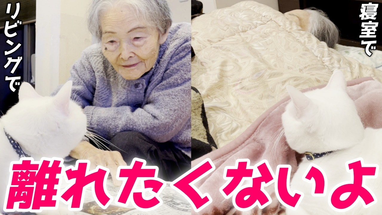 大好きなお婆ちゃんとずっと一緒にいたい次男猫…♡［白猫のトコちゃん］