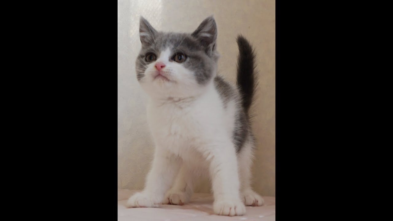 ブリティッシュショートヘアー子猫　British Shorthair　2024.12.12産まれ　ブルー＆ホワイト　男の子　シーダキャット猫のお店