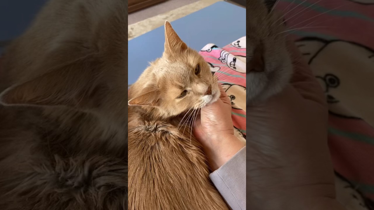 ナデナデ　ゴロゴロ　#shorts  #ソマリ