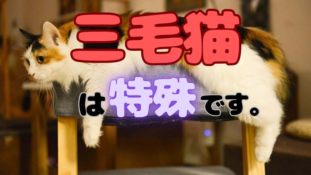 【三毛猫】日本の猫は何故可愛いのか？【ペット】
