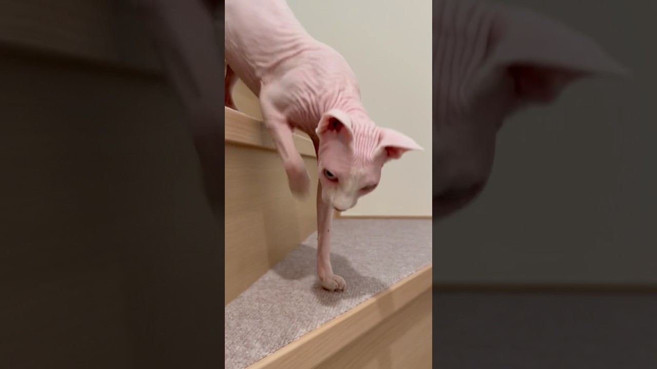 独特な可愛い鳴き声で甘える毛のない猫【スフィンクス】