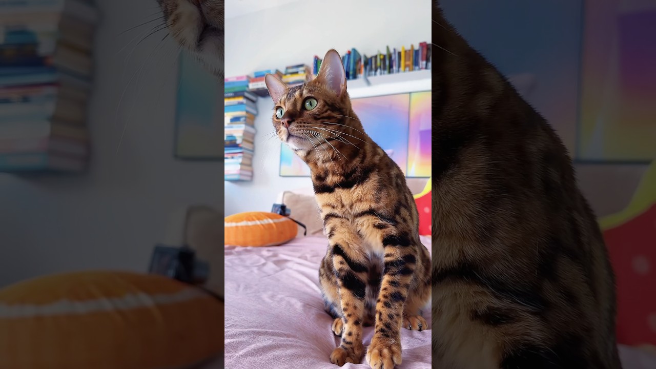 Pickles the Bengal’s Hypnotic Kneading Session 🐾✨ #bengalcat  #Makingbiscuits #viralcatvideo