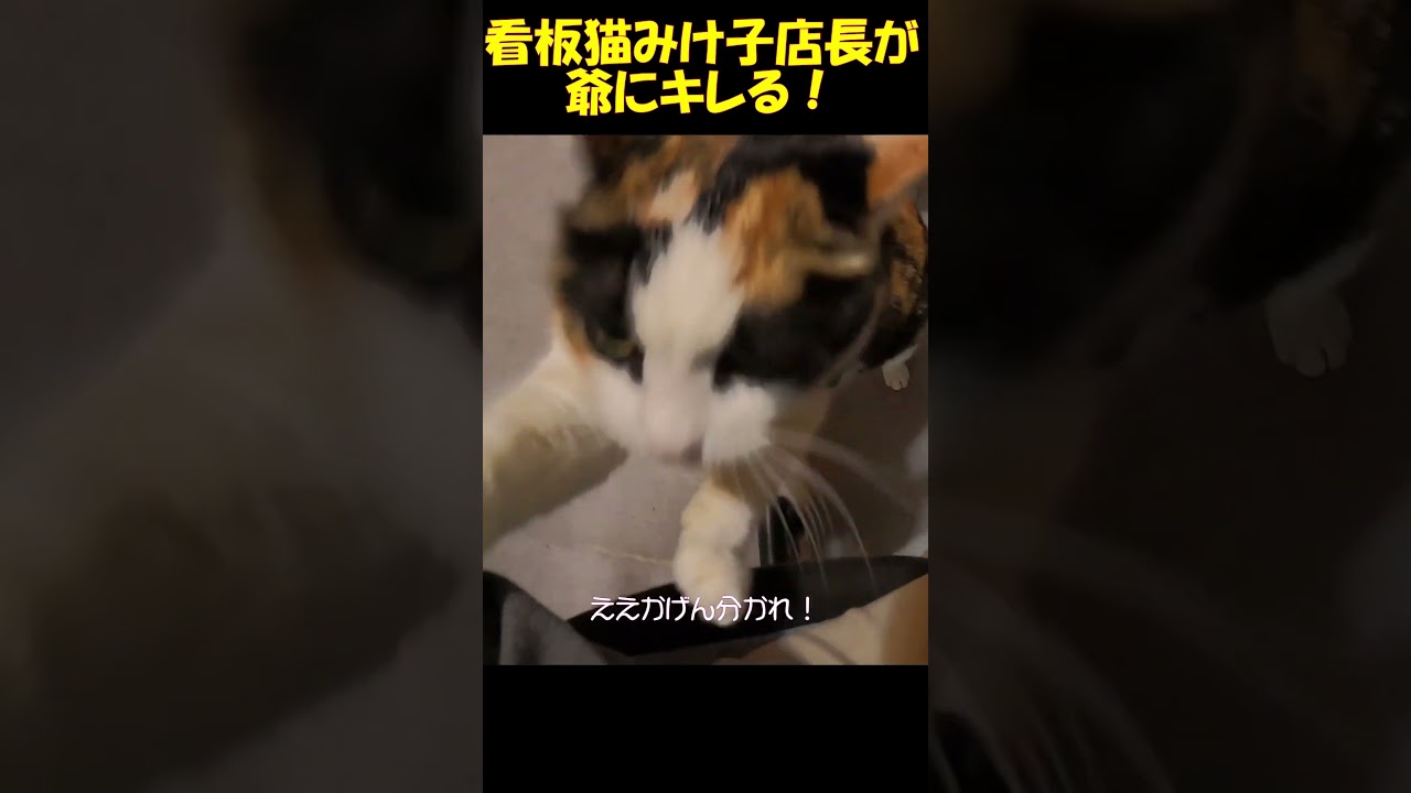 爺にキレる看板猫みけ子店長 #みけねこ #ネコ#看板猫