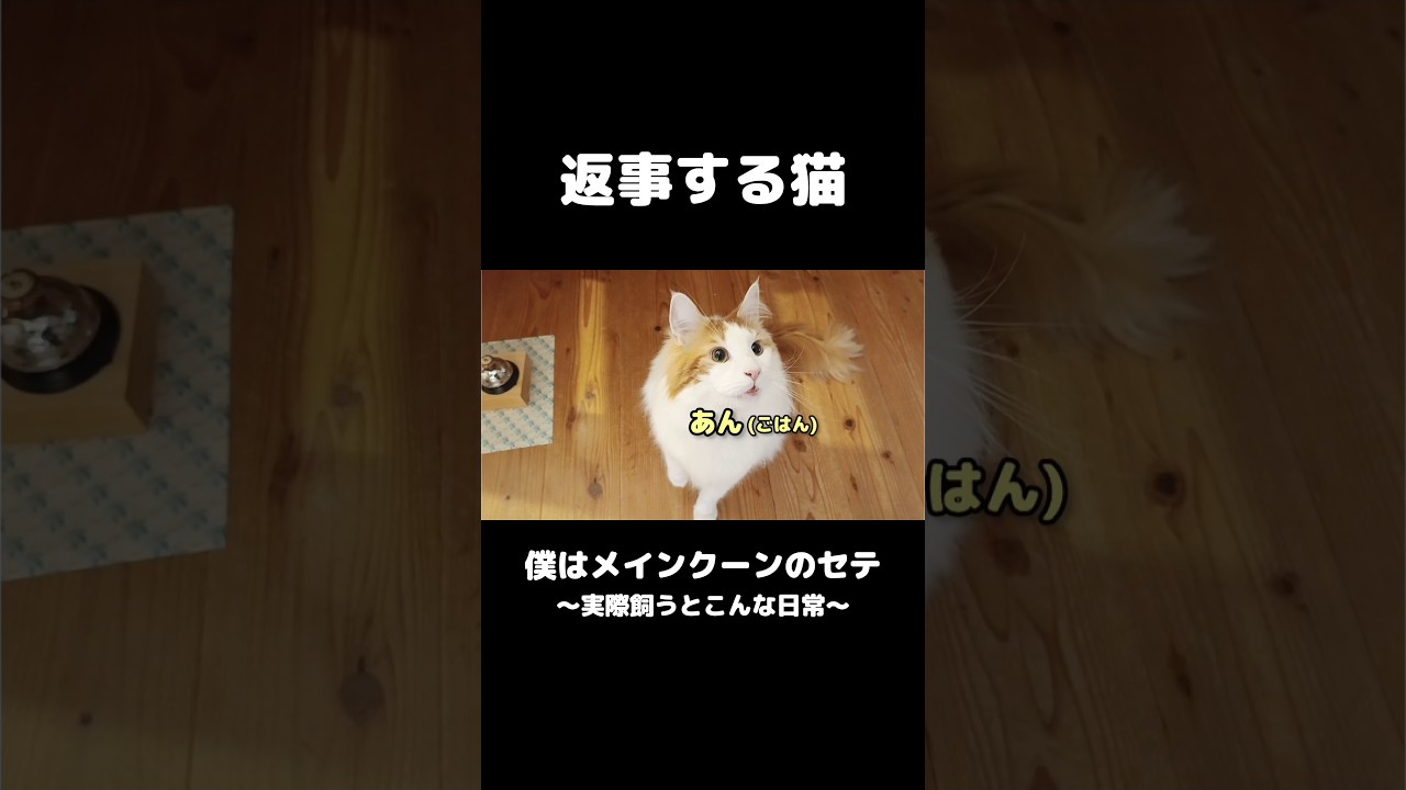 猫のお返事が可愛い！ #メインクーン #猫のいる暮らし #mainecoon #cat