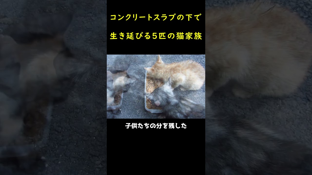 隙間から頭を出した猫一家！