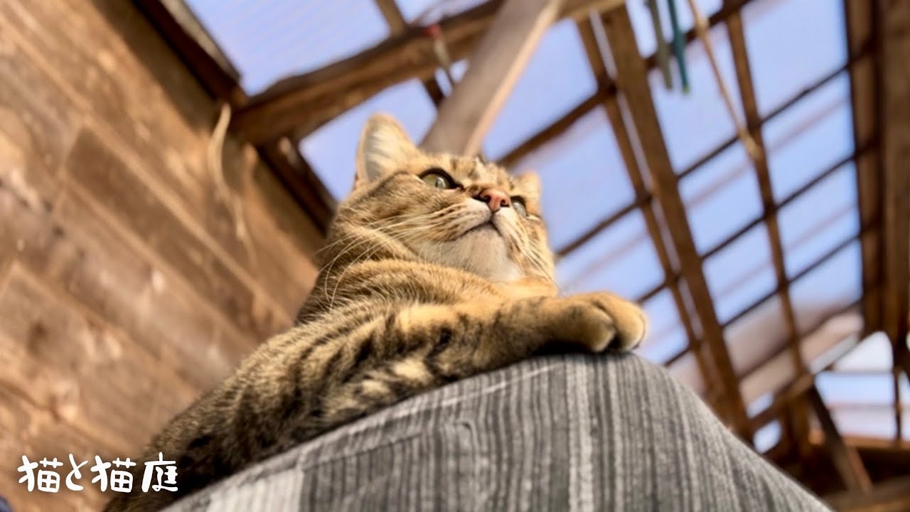 うちのひざ神