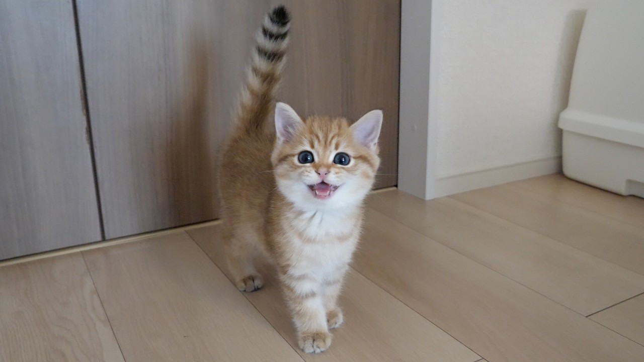 Kitten Rio was still annoyed when I kept filming him...