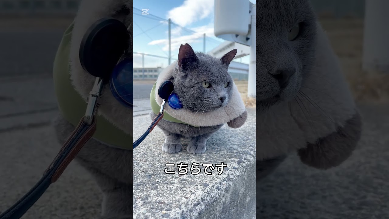#猫がしっぽを振る理由 #さんぽ猫 #ロシアンブルー #猫 #猫散歩 #猫のいる暮らし #shorts #cat