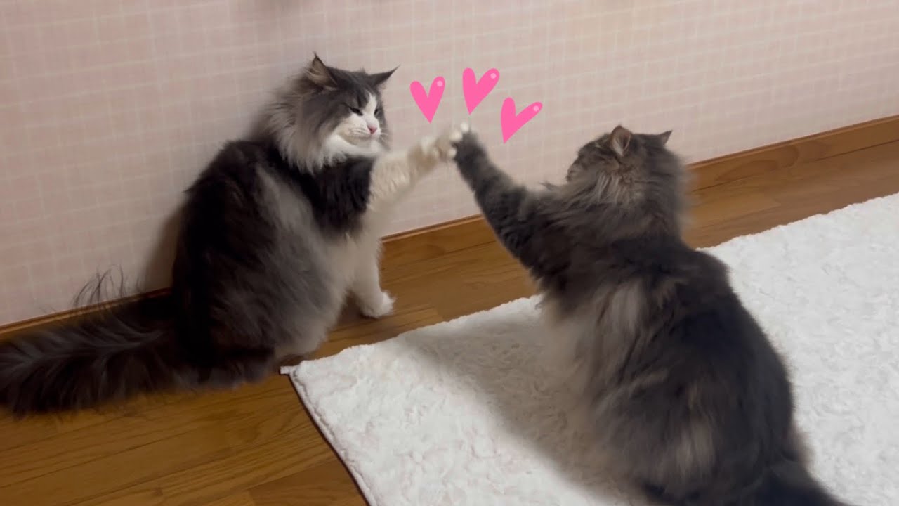 【仲良しパンチ🩷】兄弟ノルウェージャンフォレストキャットの、仲良しパンチが可愛すぎた…！！！！