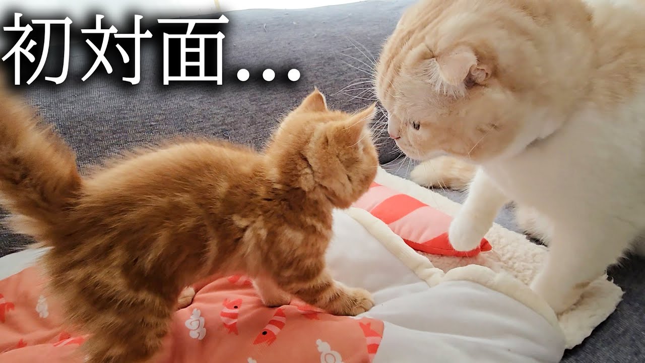子猫と先住猫が初対面した結果大変なことに...