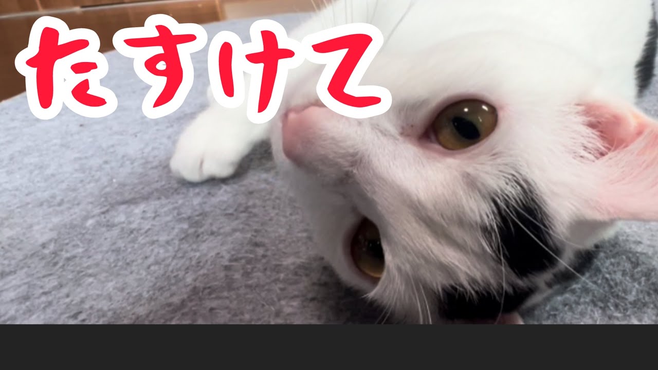 【緊急事態】猫の発情期、悲しげな鳴き声で鳴き続けるミルク。#保護猫 #ねこ #猫のいる暮らし #ミルねーさん
