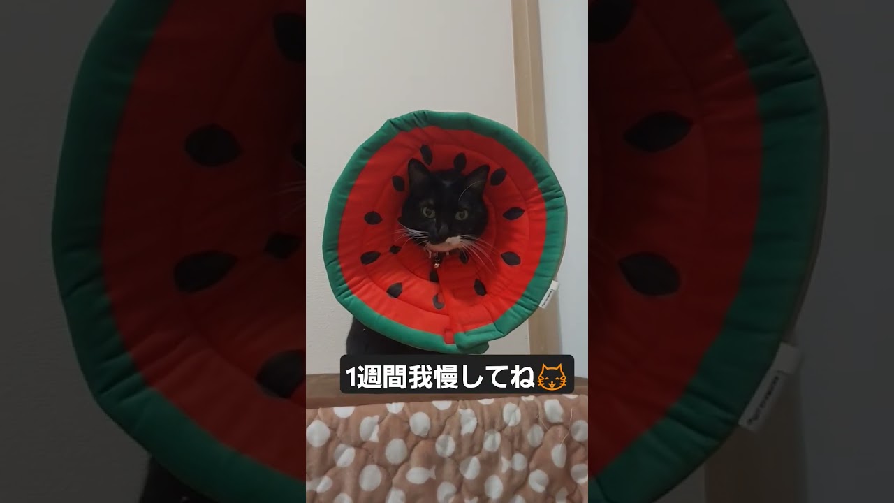 禿げてしまった猫のその後