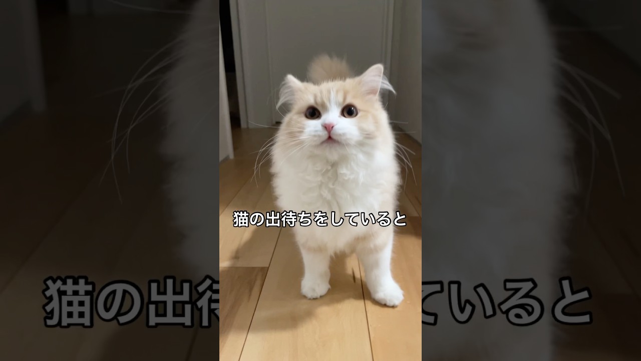 まさかの再登場が可愛すぎた♡ #スコティッシュフォールド子猫 #cats