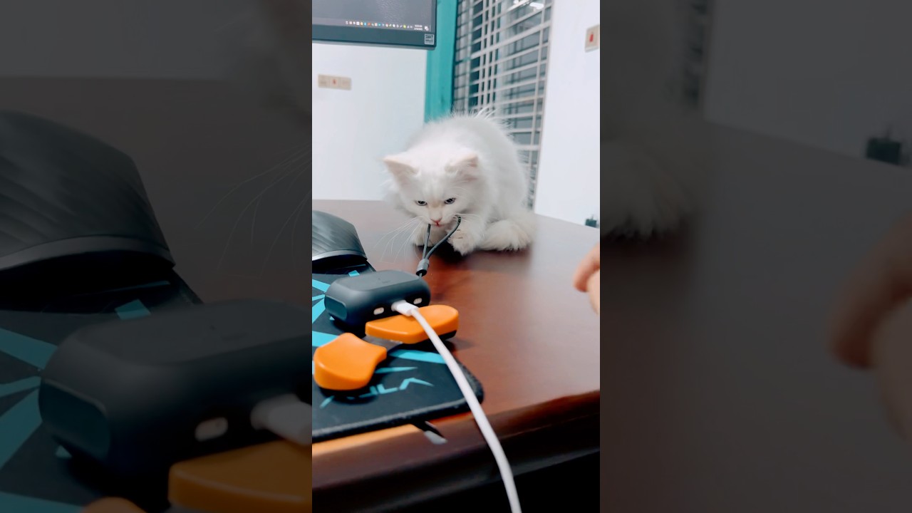 Work From Home? Not with This Mischievous Kitten! 😂🐾