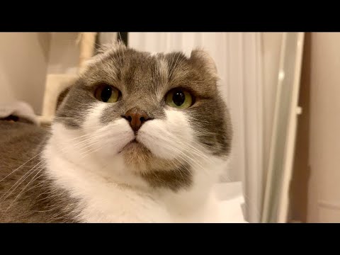 猫に県庁所在地を教える Part 1 #アメリカンカール #今日のたぴ #2025.02.19