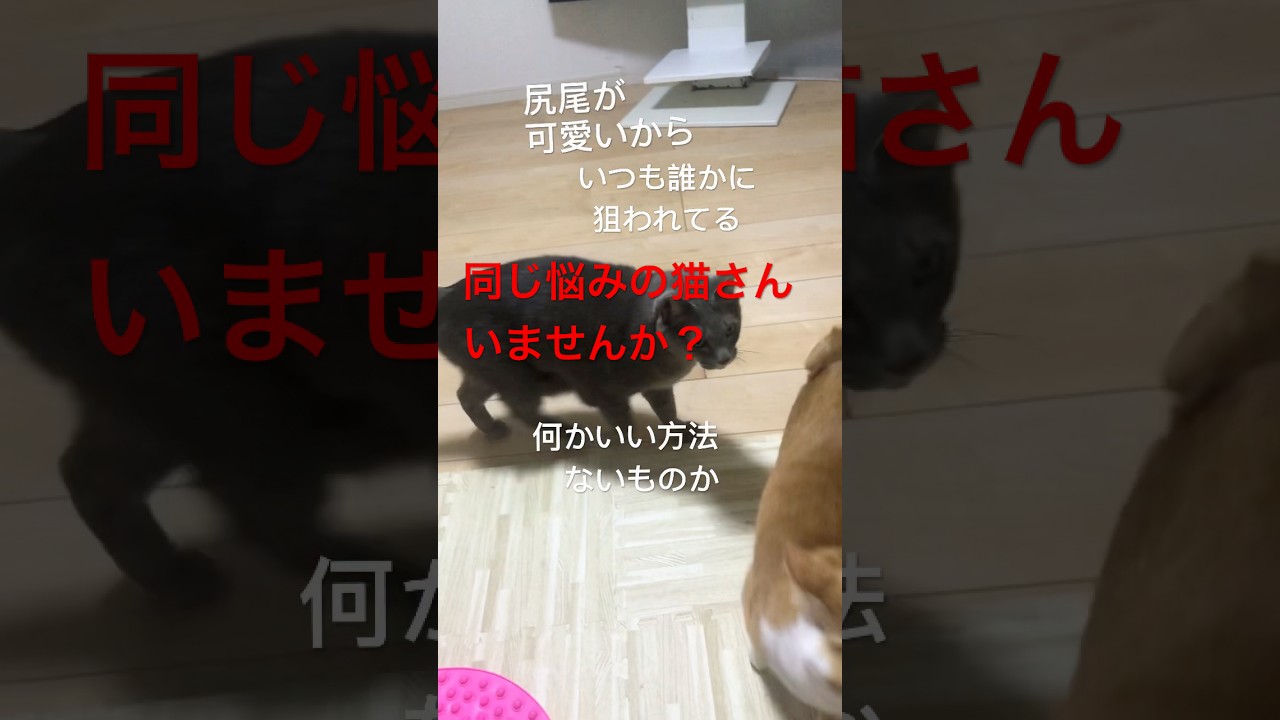 みやび君【本気の悩み】#cat#ボブテイル#ねこのきもち #ねこのいる生活