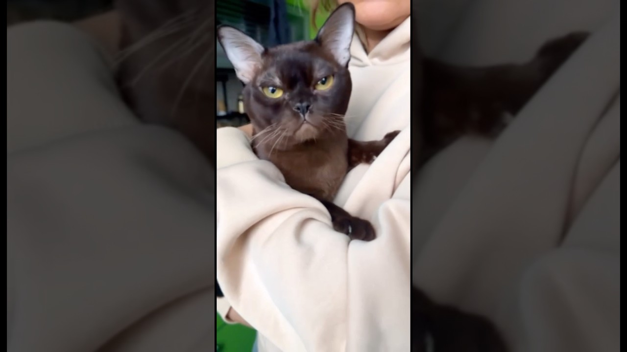 Выведенный из разведения титулованный соболиный котик экстремального типа европейская бурма